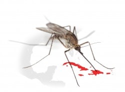 Dengue fever is a viral disease spread only by certain mosquitoes.