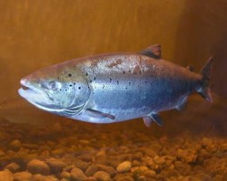Salmon could be fitted with miniscule bio-sensors, giving ecologists an opportunity to research behavior and physiology in the wild.