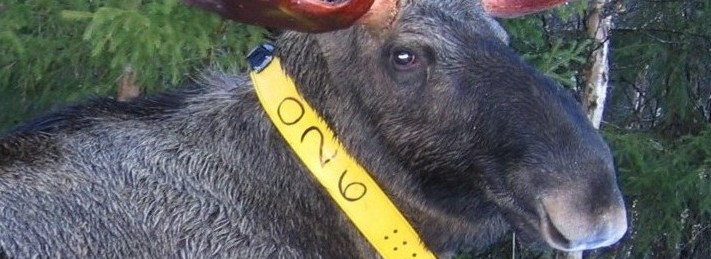 GPS tracking for moose
