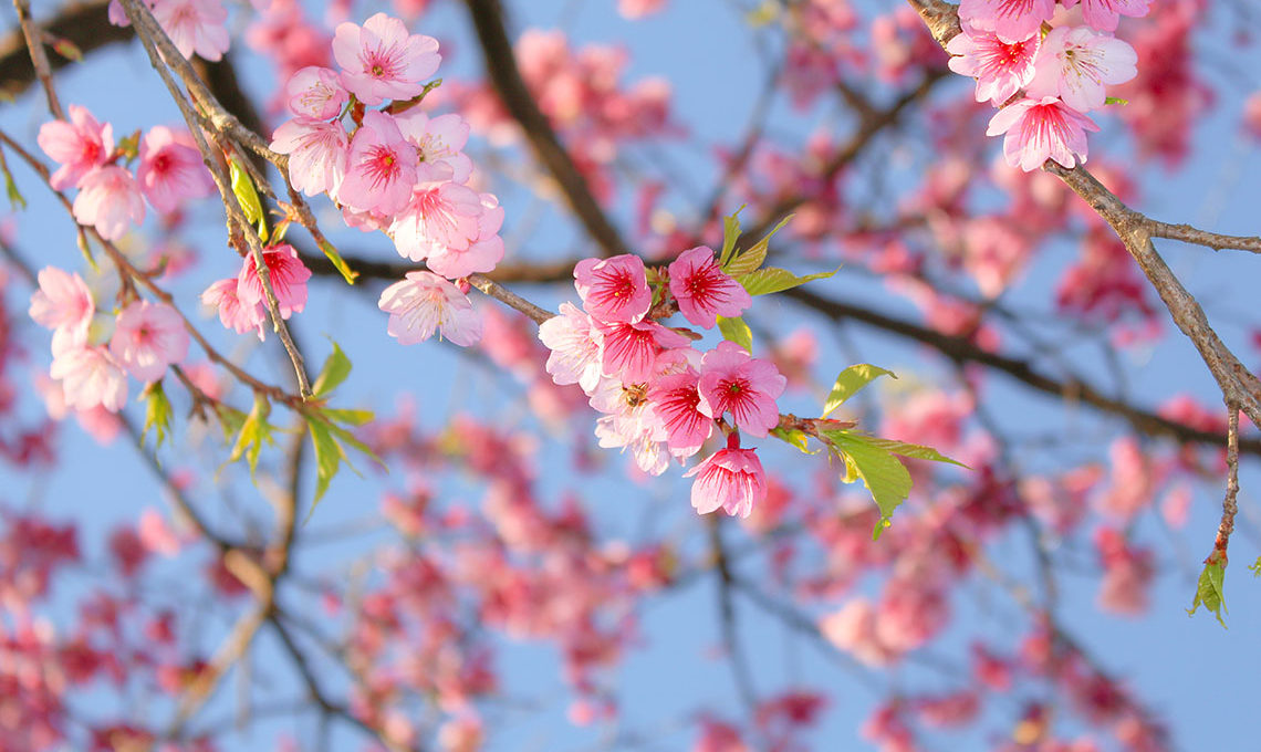 Okinawa Island cherry blossums