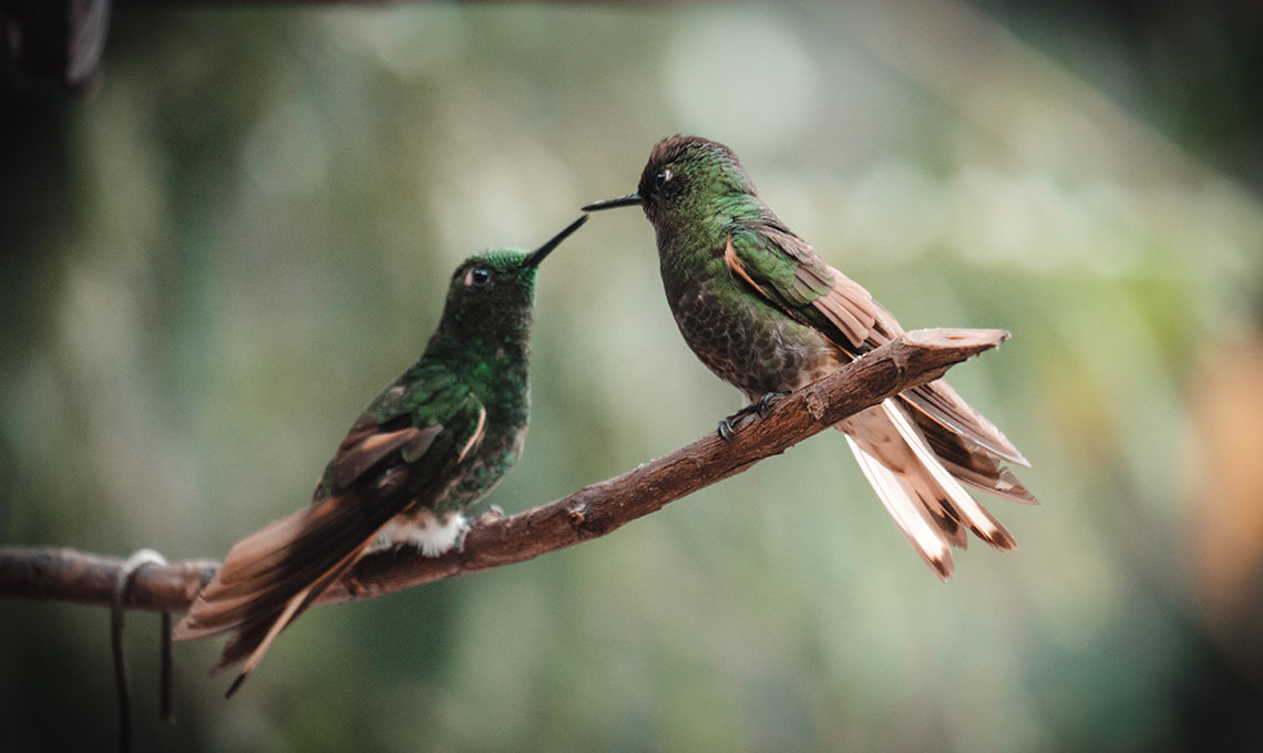 Two hummingbirds