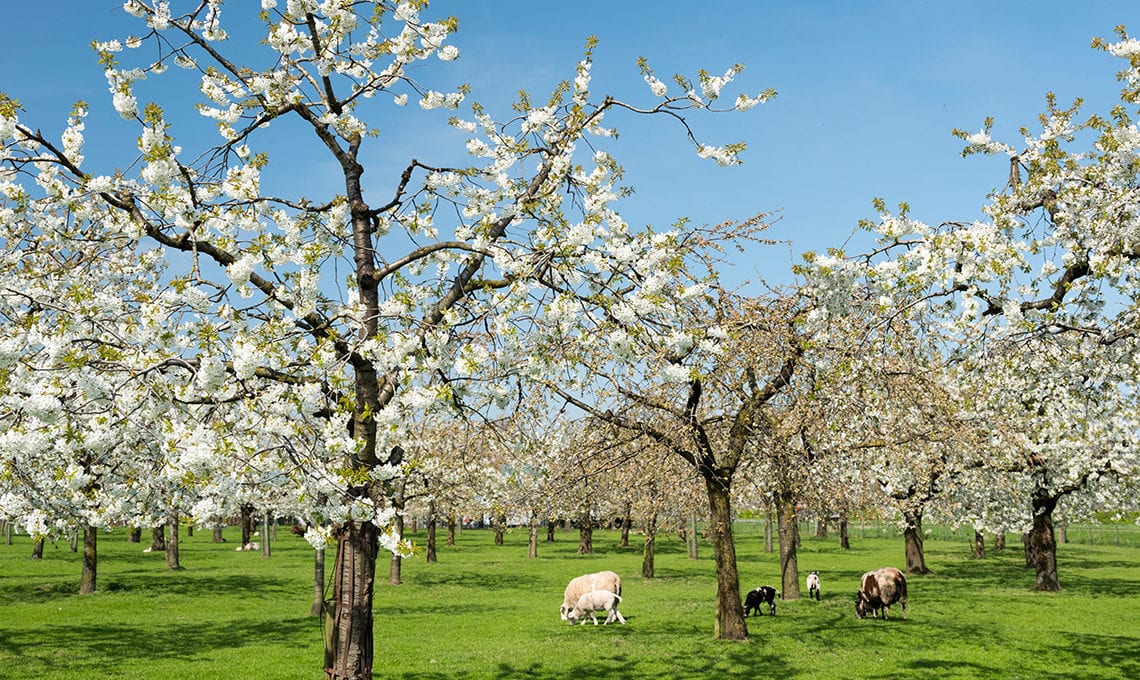 Springtime in the Netherlands
