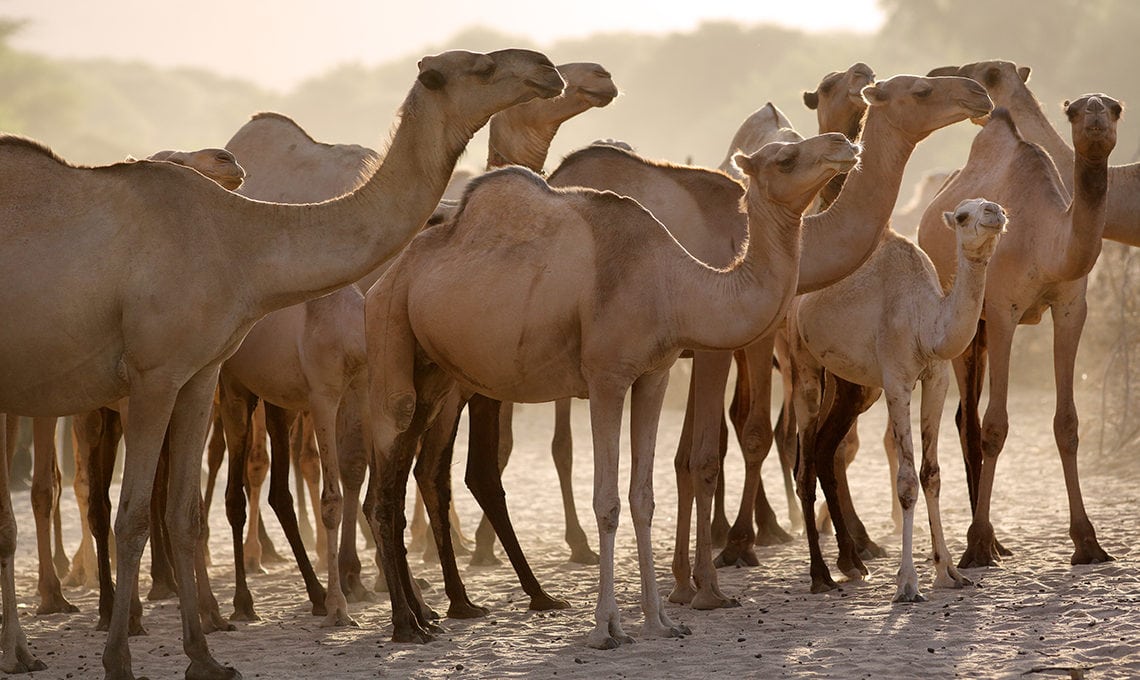 Group of camels in Kenya